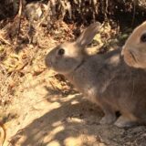 出雲大社とうさぎの島“大久野島”で癒される2泊3日の旅！忙しいアラサー女子にオススメなパワーチャージ旅の全貌