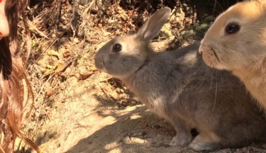 出雲大社とうさぎの島“大久野島”で癒される2泊3日の旅！忙しいアラサー女子にオススメなパワーチャージ旅の全貌